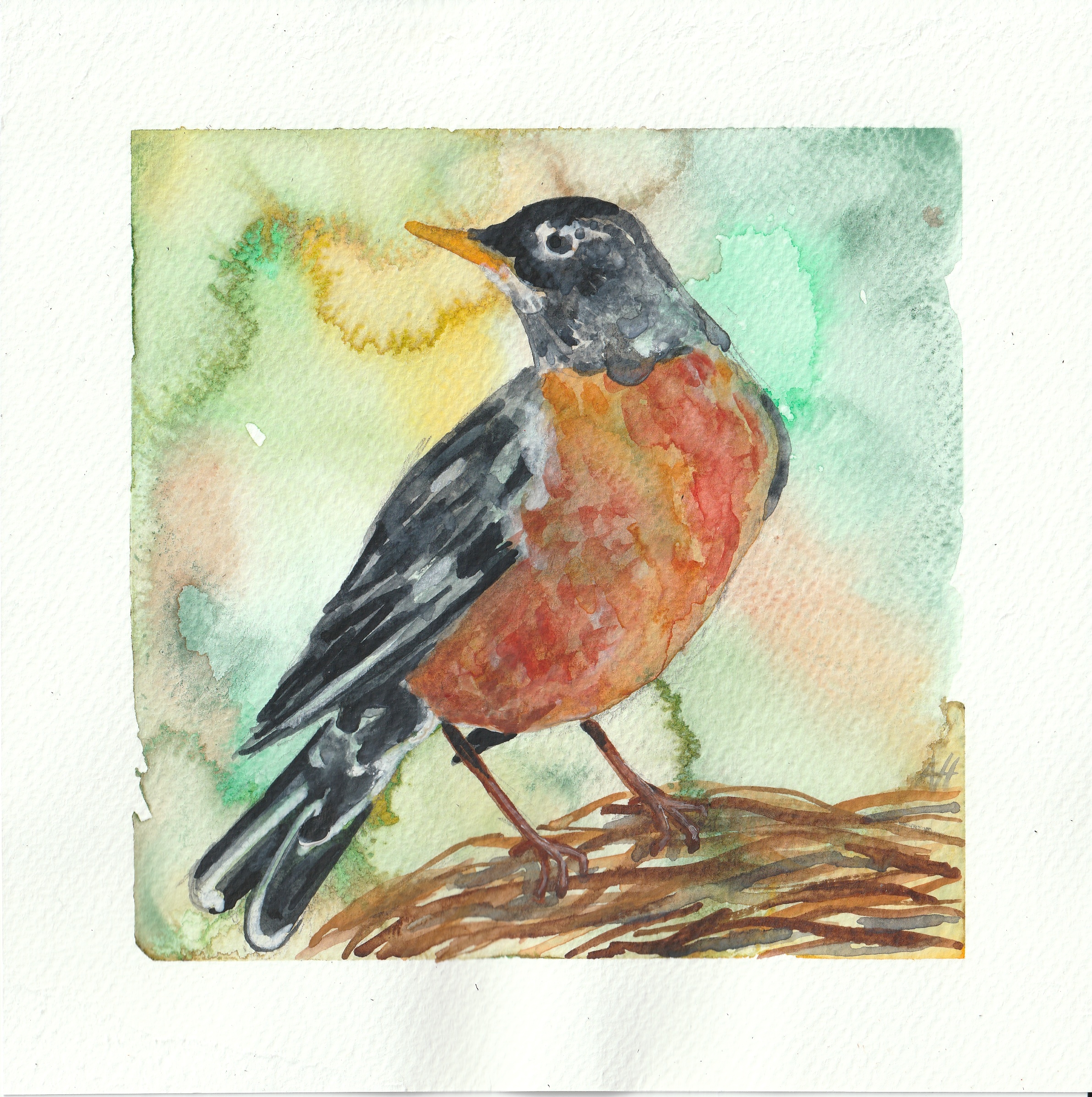 American Robin