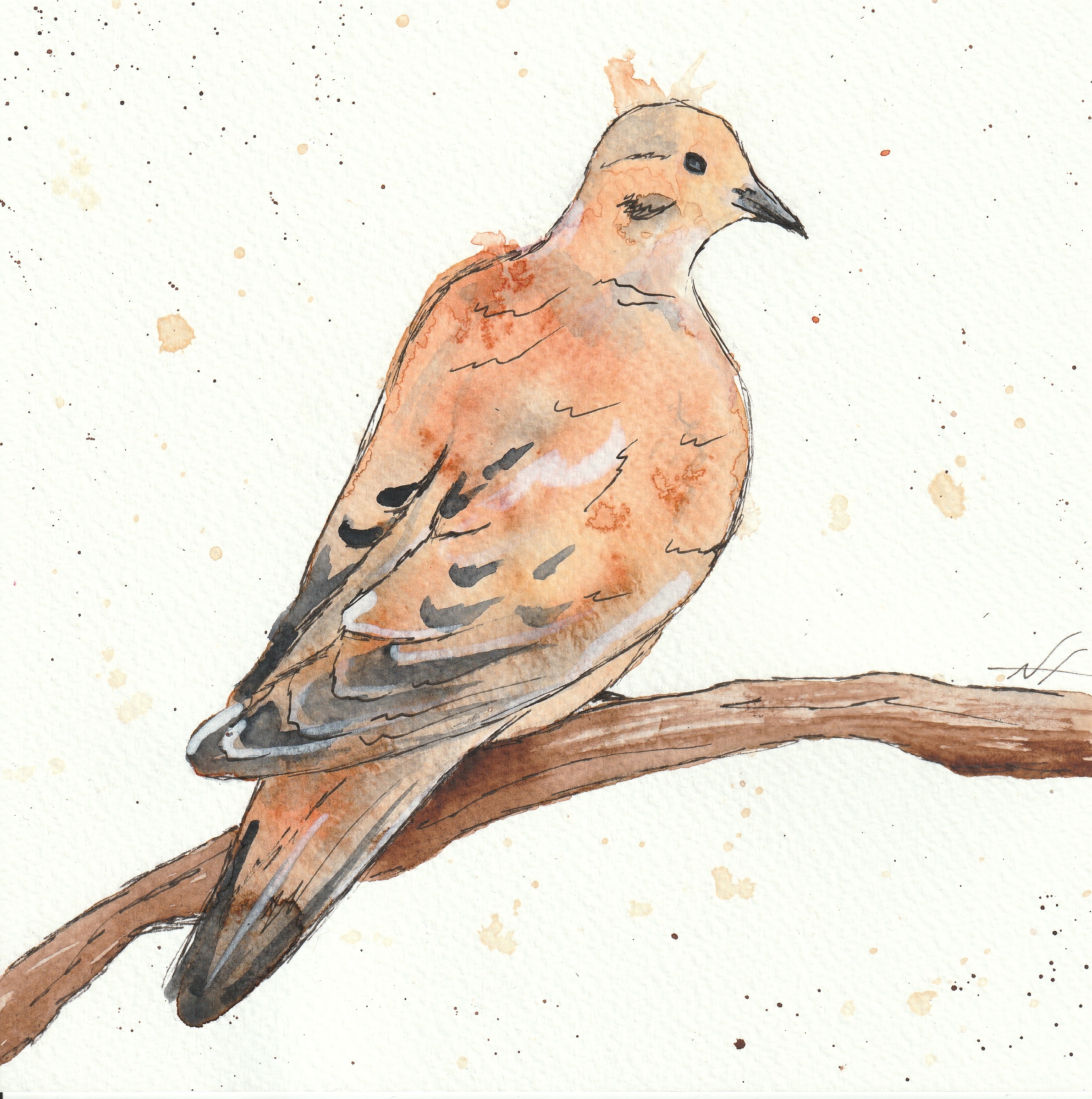 Mourning Dove