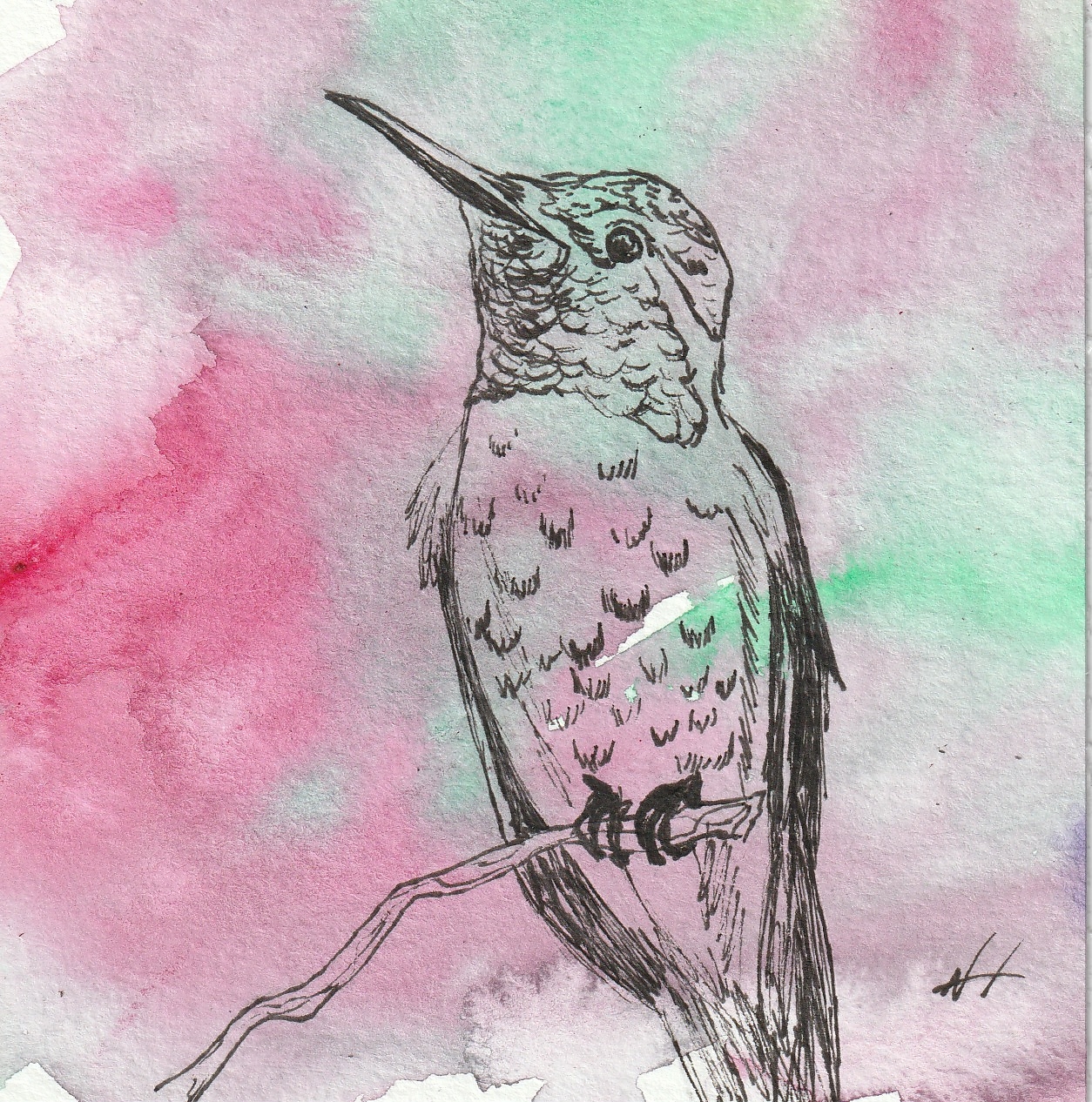 Anna's Hummingbird