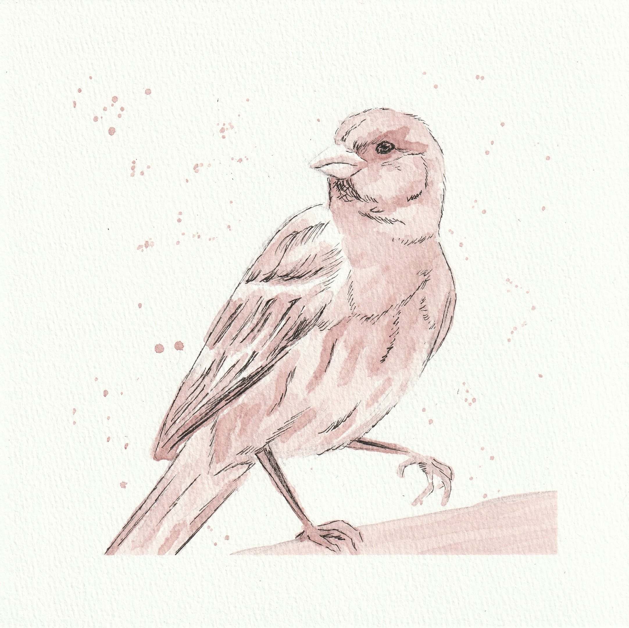 House Finch