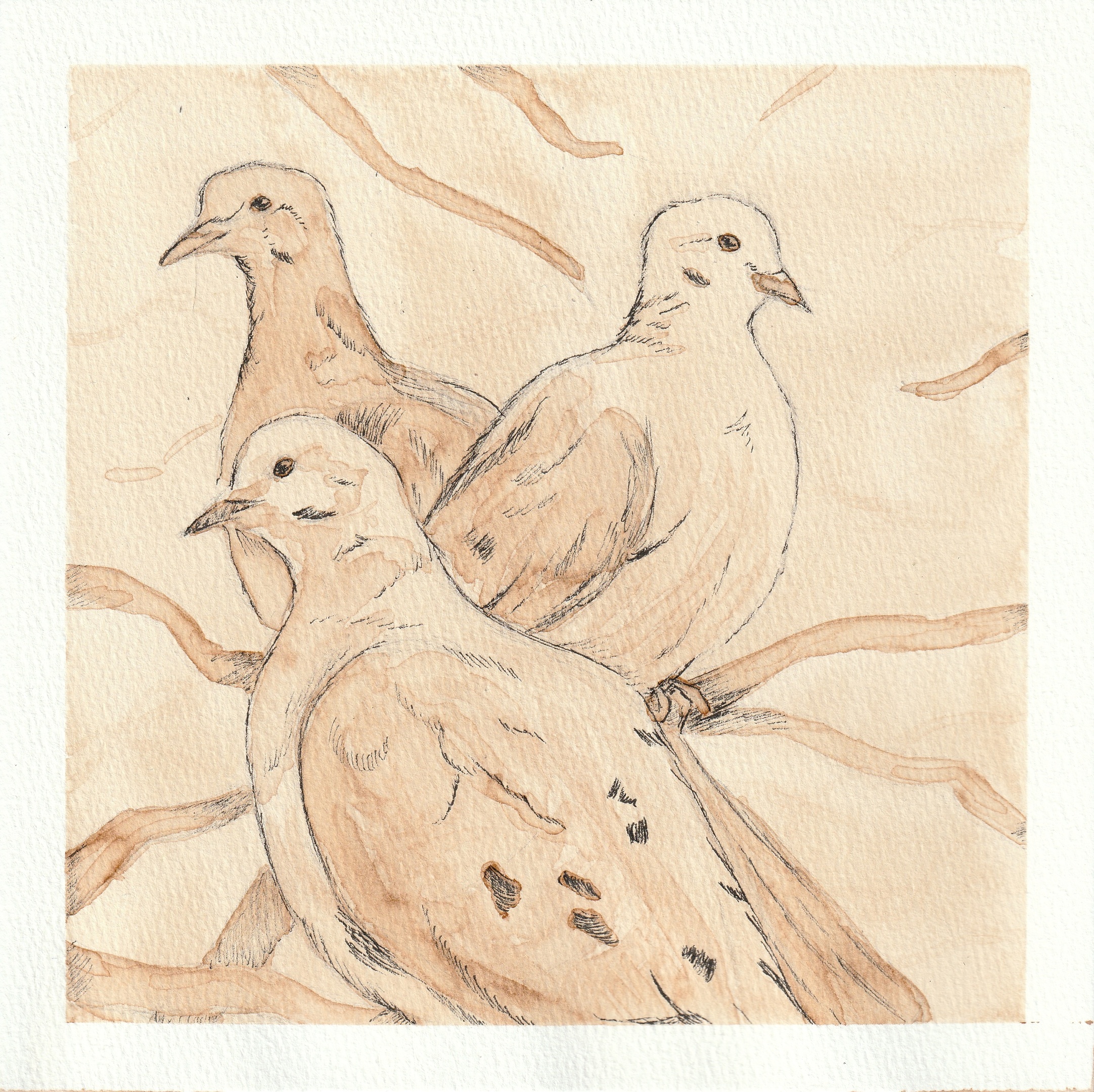 Mourning Doves