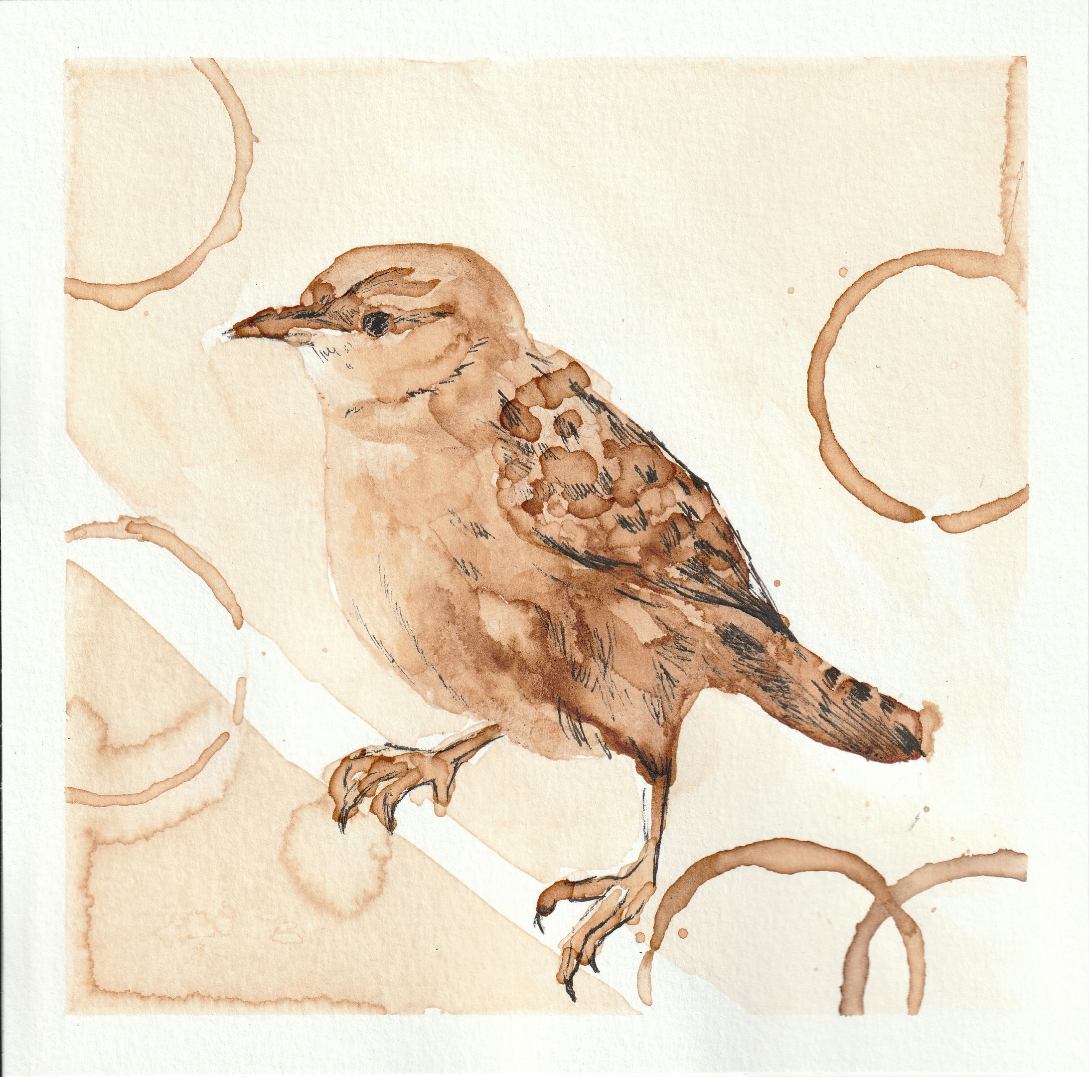 Apolinar's Wren