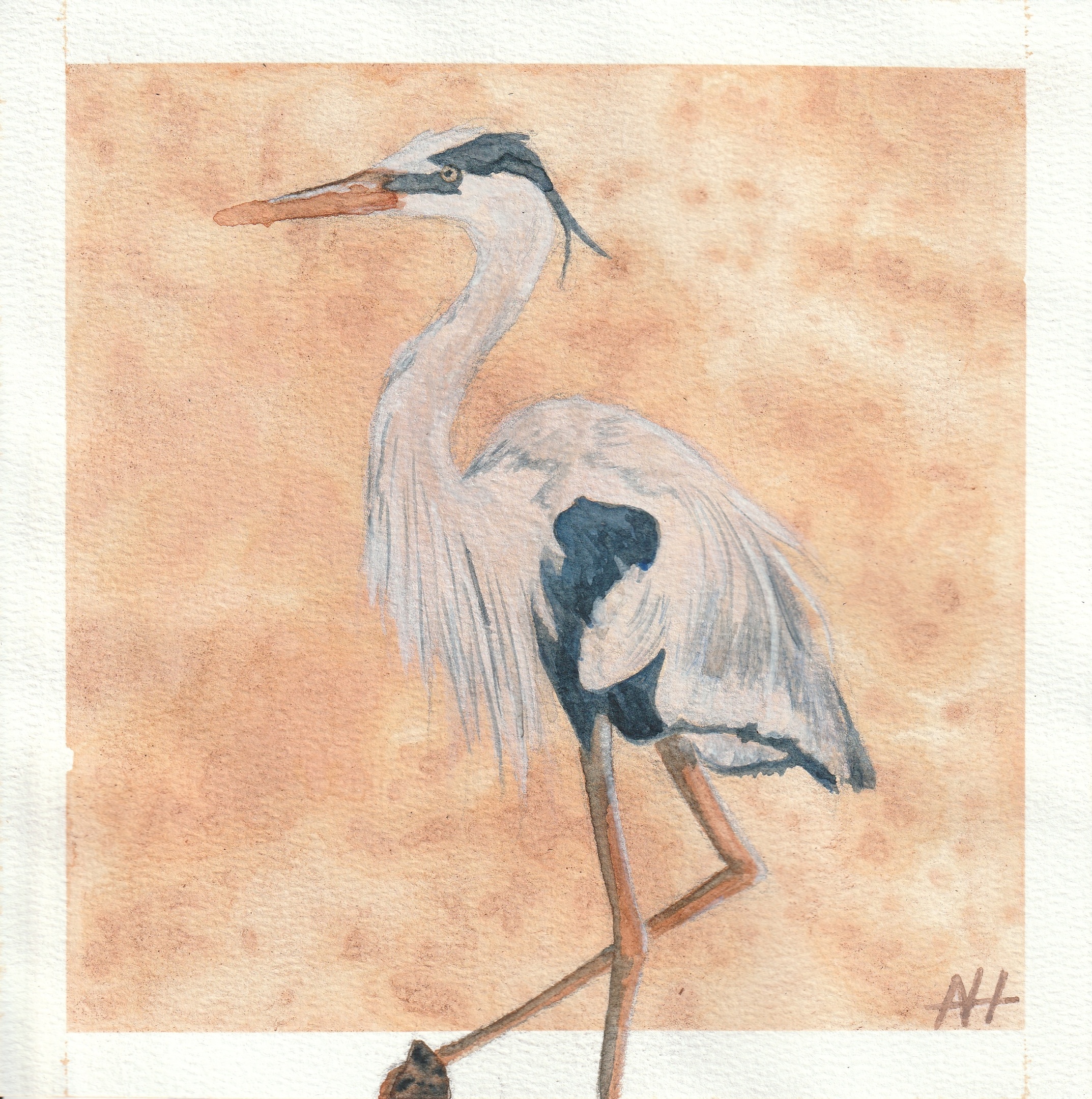 Great Blue Heron