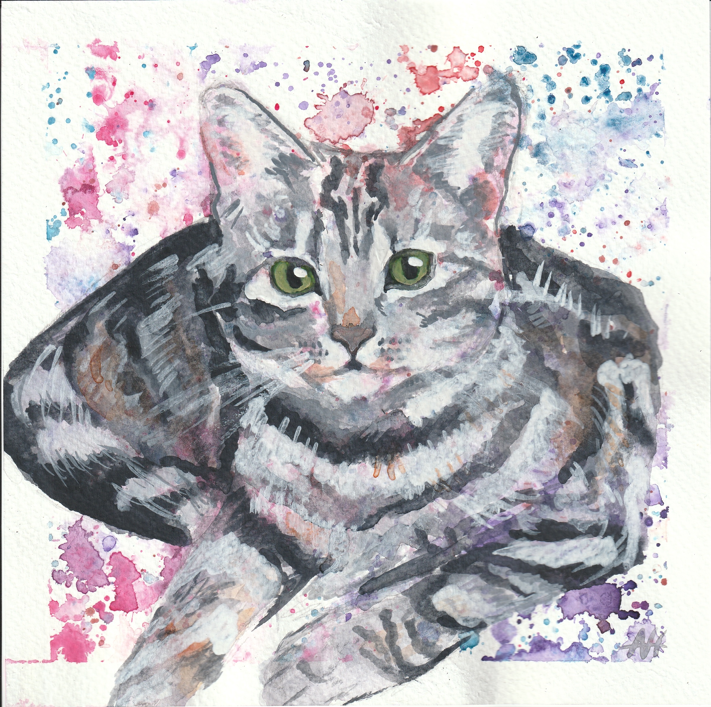 Grey Cat
