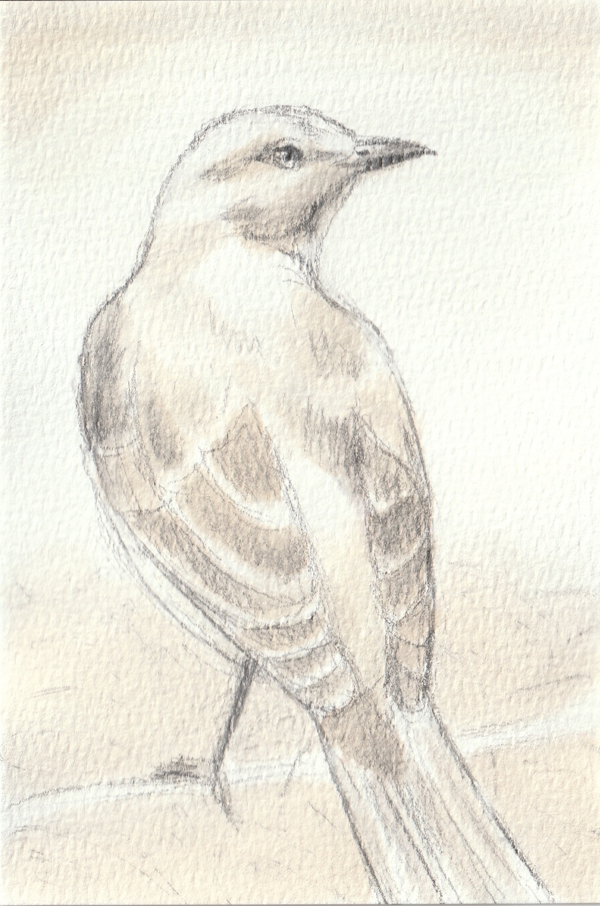 Jack Daniel's Mockingbird