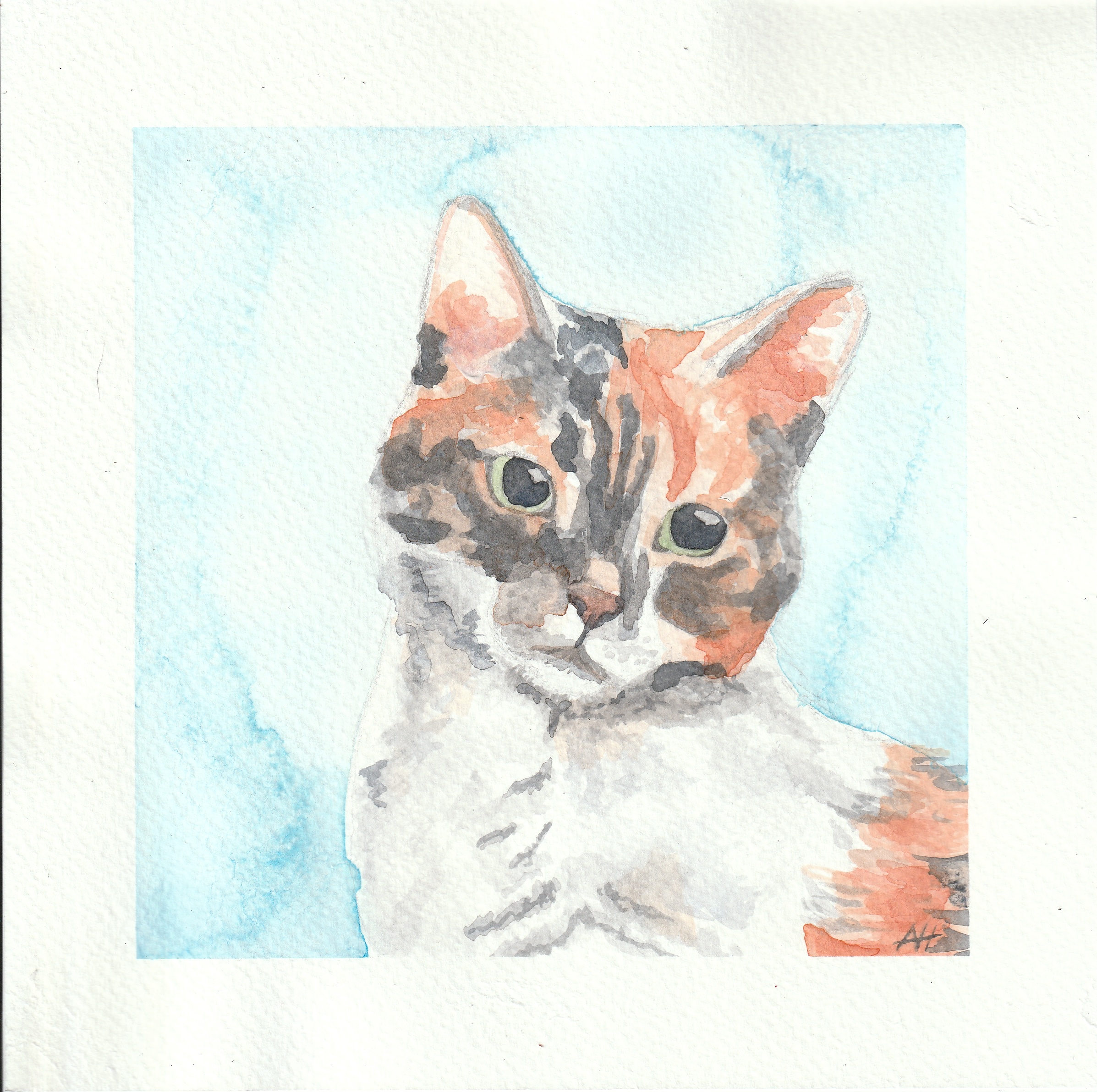 Calico Cat
