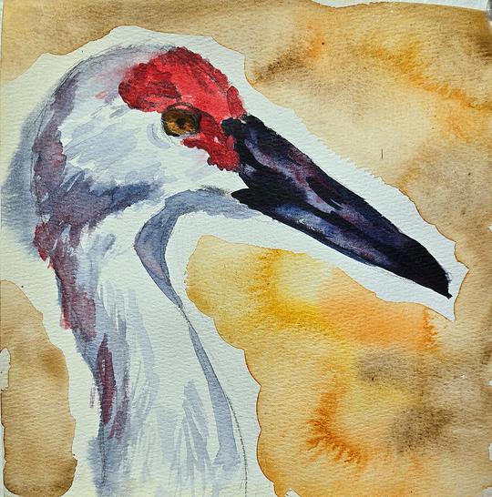 Sandhill Crane