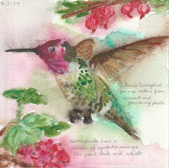 Anna's Hummingbird